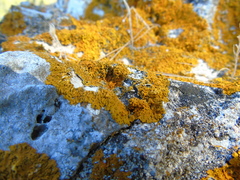 Xanthoria aureola