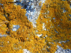 Xanthoria aureola
