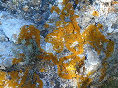 Xanthoria aureola