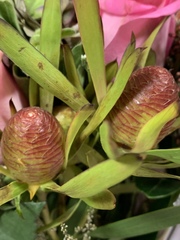 Alatosperma