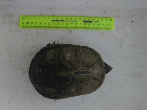 European Pond Turtle