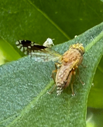Tephritis subpura