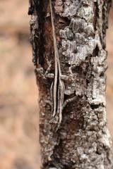 Anolis nebulosus