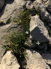 Moehringia muscosa