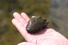 Alasmidonta marginata