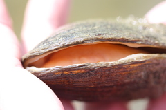 Alasmidonta marginata