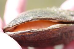 Alasmidonta marginata