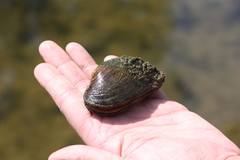 Alasmidonta marginata