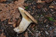 Lactarius fuliginosus