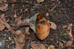 Lactarius sanguifluus