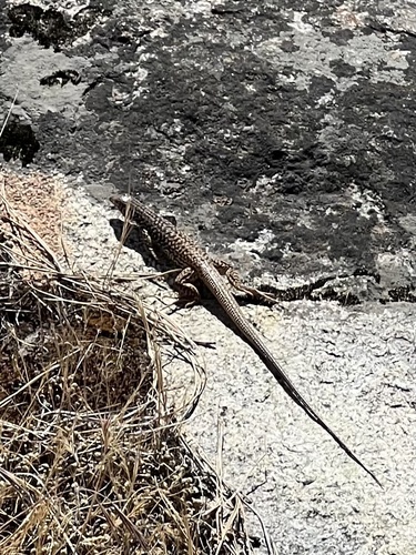 iNaturalist observation photo of Western Whiptail
