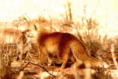 Cynictis penicillata