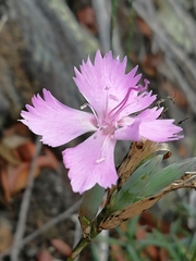 Dianthus ferrugineus
