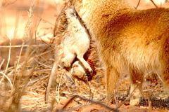 Cynictis penicillata