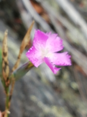 Dianthus ferrugineus