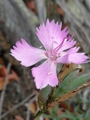 Dianthus ferrugineus