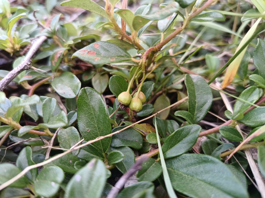 Bearberry Cotoneaster