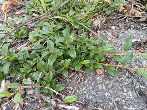 Cotoneaster dammeri