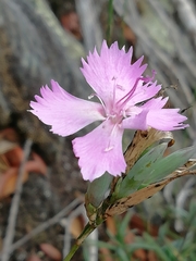 Dianthus ferrugineus