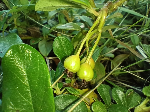Cotoneaster dammeri
