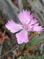 Dianthus ferrugineus