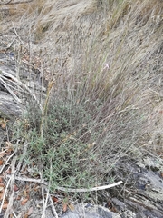 Dianthus ferrugineus