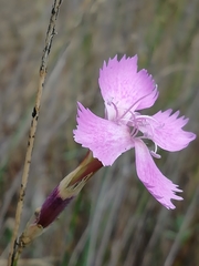 Dianthus ferrugineus