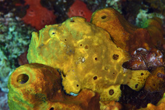 Antennarius multiocellatus