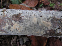 Peniophorella pubera