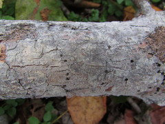 Peniophorella pubera