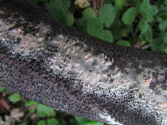 Peniophorella pubera