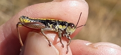 Epipodisma pedemontana