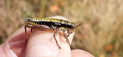 Epipodisma pedemontana