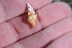 Fasciolariidae
