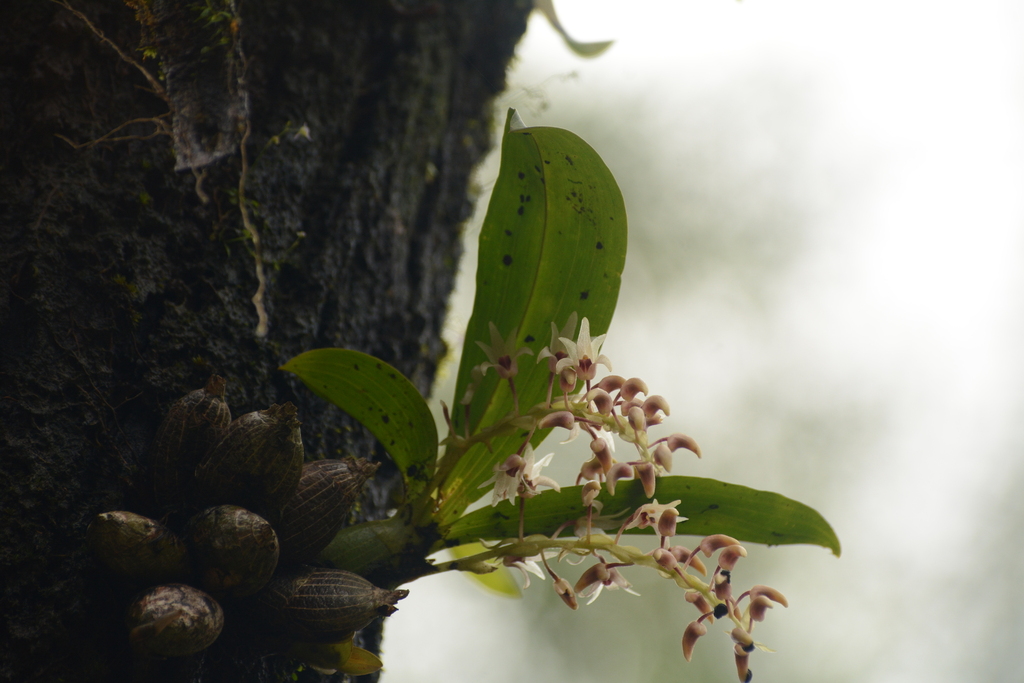 Pinalia mysorensis