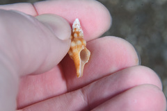 Fasciolariidae