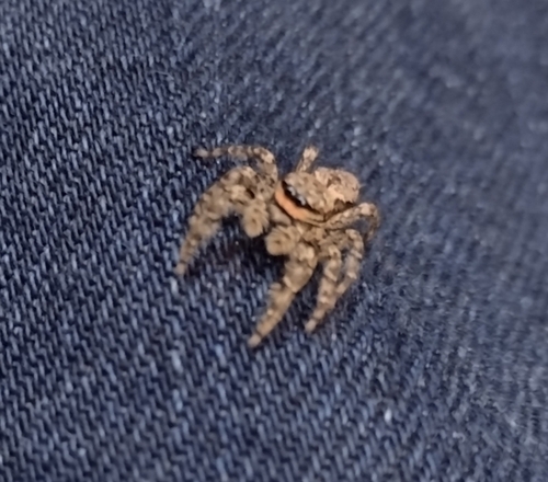 Fencepost jumping spider, 1098 JZ Amsterdam, Nederland, photo 8 of 10