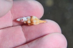 Fasciolariidae