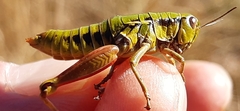 Epipodisma pedemontana