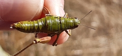Epipodisma pedemontana