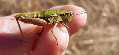 Epipodisma pedemontana