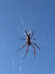 Trichonephila sexpunctata