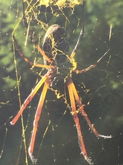 Trichonephila sexpunctata