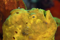 Antennarius multiocellatus