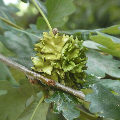 Knopper Gall Wasp photo 5