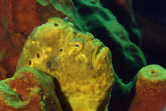 Antennarius multiocellatus