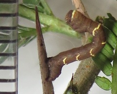 Colocleora divisaria