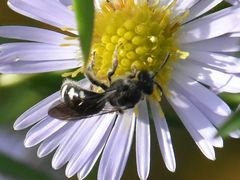 Lasioglossum sexnotatum