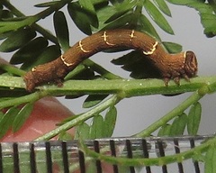 Colocleora divisaria