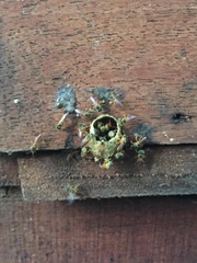 Tetragonisca fiebrigi